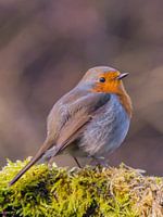 Robin