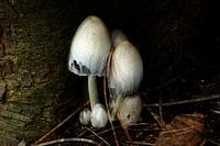 Pilz
