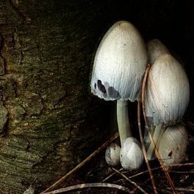 mushroom by Bert Olivier