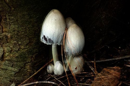 Pilz