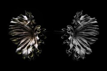 The reflection of the flower by Steven Dijkshoorn