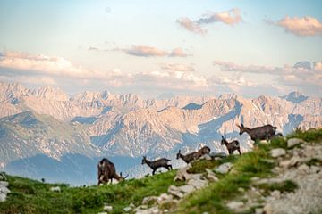 Groep gemzen in de bergen van Tirol van Leo Schindzielorz