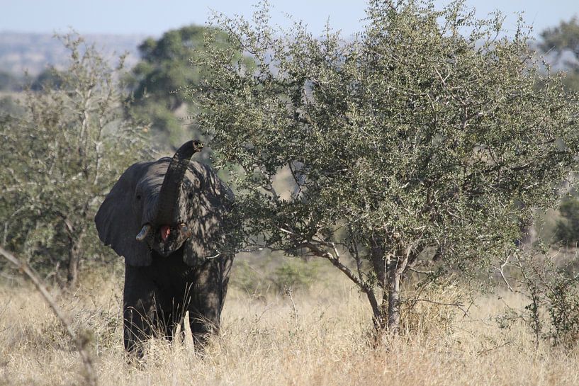 Etende olifant von Jeroen Meeuwsen