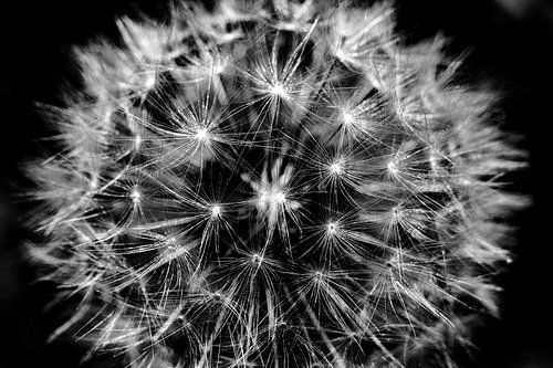 Dandelion