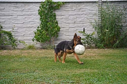 Schapenhond (puppy) speelt met voetbal