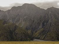 Lonely tree in Arthur's Pass, New Zealand