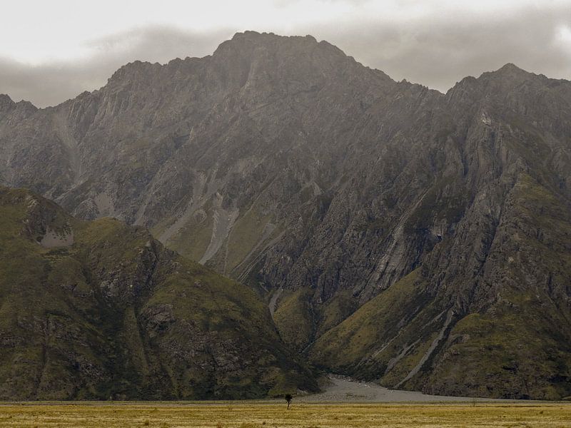Lonely tree in Arthur's Pass, New Zealand by J V