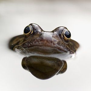 Gib mir einen Kuss (Nahaufnahme eines Froschkopfes) von Birgitte Bergman