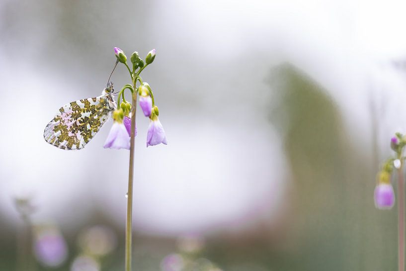 Papillon saluant dans la lumière du matin par Nicole Schmidt