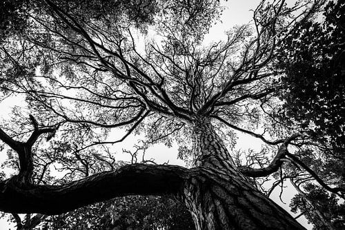Black and white tree