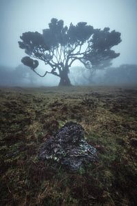 Forêt de nuages du Fanal de Madère sur Jean Claude Castor