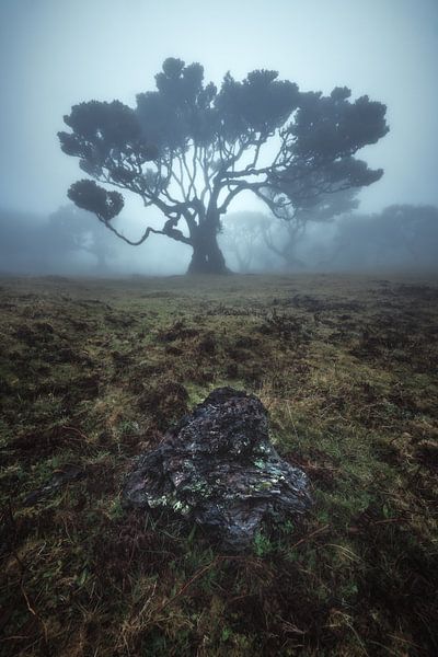 Madeira Fanal Nebelwald von Jean Claude Castor