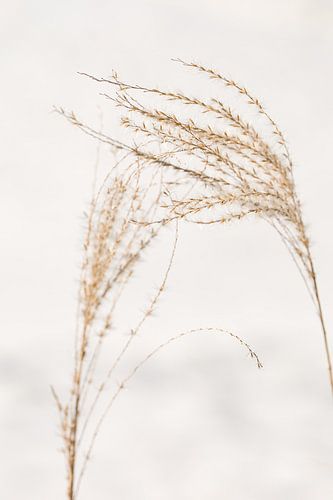 Reed plumes of ornamental grass against light background by Mayra Fotografie