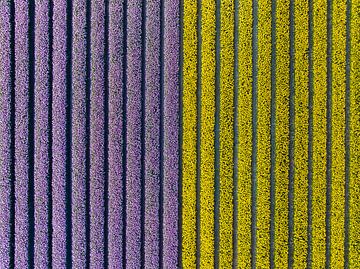 Tulpen in geel en paars in rijen op de akkers tijdens de lente van Sjoerd van der Wal Fotografie