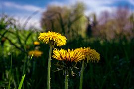Concept flora : dandelion in a field von Photoart-Naegele