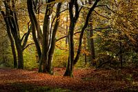 Herfst in het Groteveld