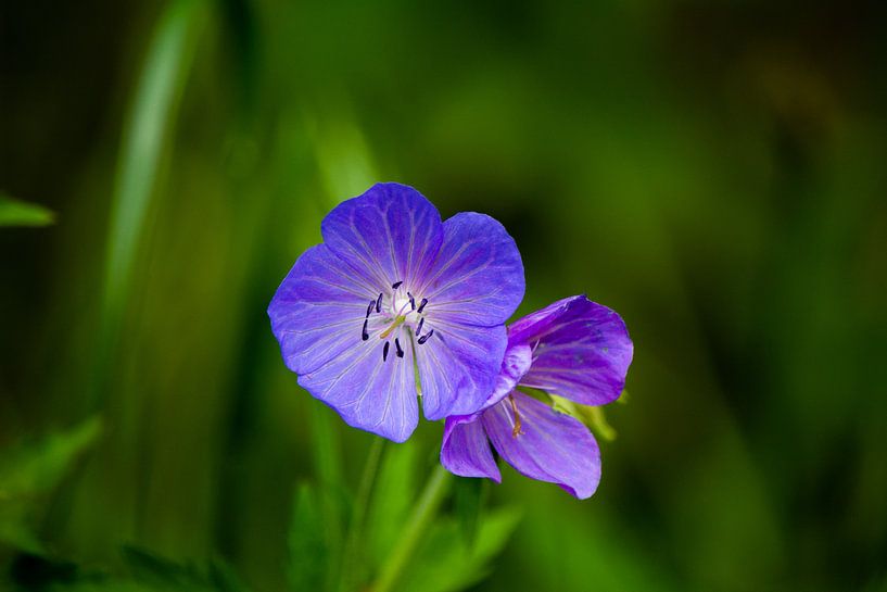 Blume blau von Michael van Eijk