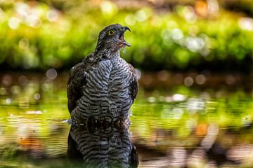 Sparrowhawk (Bird of Prey) by Carola Schellekens