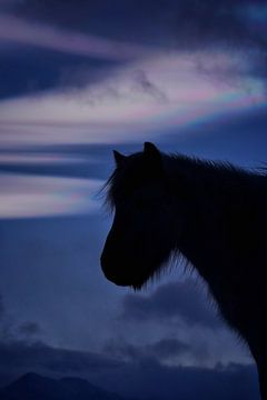 Een IJslands paard voor een parelmoerwolk I van Elisa in Iceland