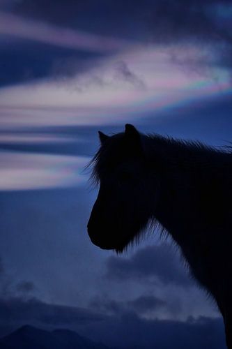 Een IJslands paard voor een parelmoerwolk I