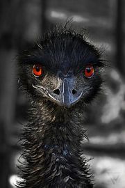 #3 Australian Emu - An eye for an eye