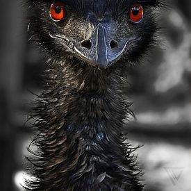 #3 Australische emoe - Oog om oog van TW