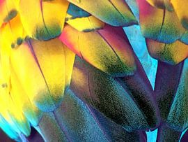 Brightly coloured plumage