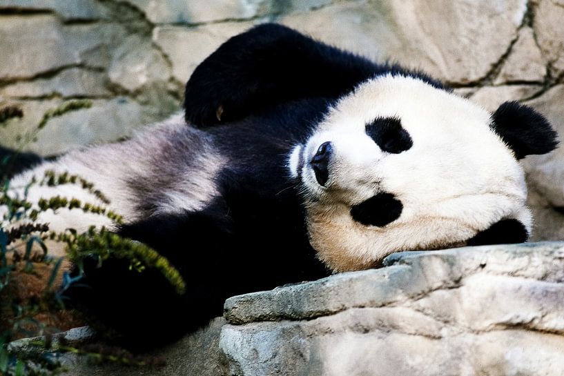 Panda by Walljar