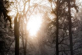 Forêt éthérée Lumière du soleil