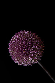 Starburst by Cindy Coenen Fine Art