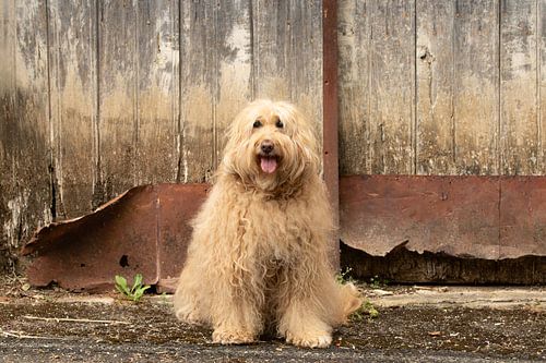 labradoodle.dogs, honden,hondenfoto, hondenfotografie