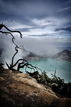 Verbrannte Wurzeln vor dem übernatürlichen Blau des Vulkans