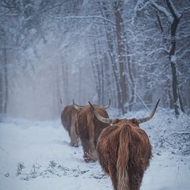 Les Highlanders écossais dans la neige sur Tom Zwerver