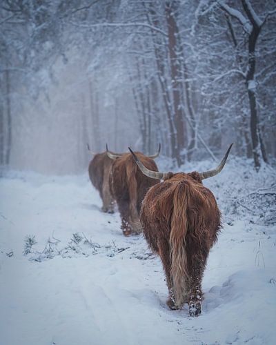 Les Highlanders écossais dans la neige