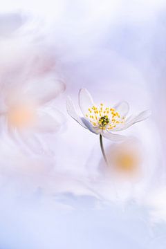 Ein zuckersüßer Frühlingsbote