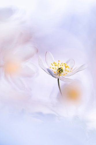 Ein zuckersüßer Frühlingsbote von Bob Daalder