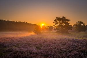 Sunrise at Brunssummerheide / Heather landscape