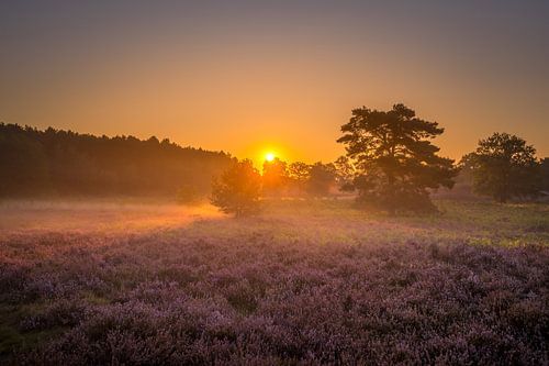 Sunrise at Brunssummerheide / Heather landscape