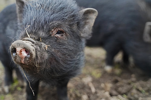 1 jaar oude minivarkens in de tuin