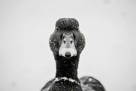 Duck - black and white photography by Poster Art Shop