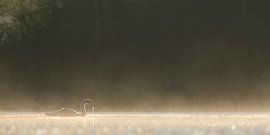 Knobbelzwaan by Bob Luijks