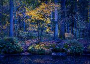 The Blue Forest by tim eshuis thumbnail