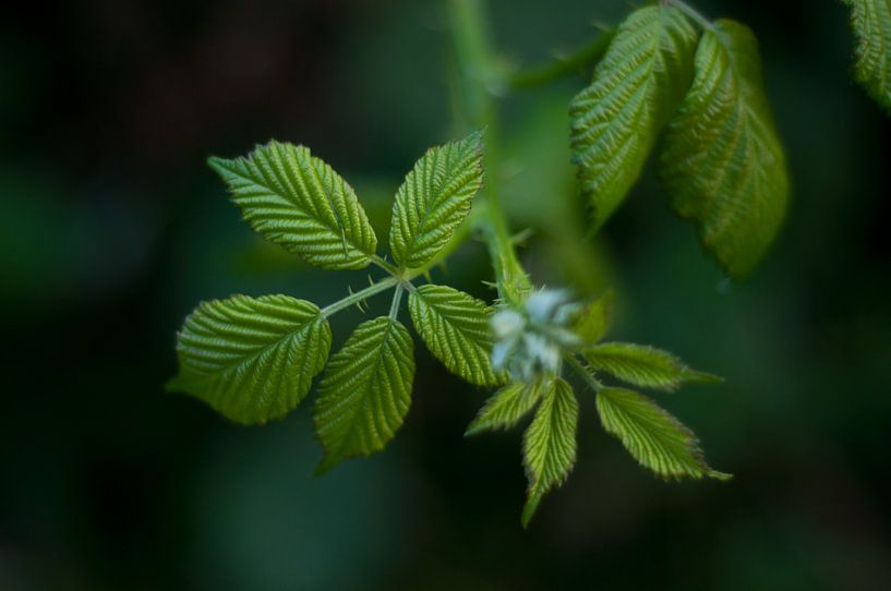 Groene blaadjes van Anita van Hengel