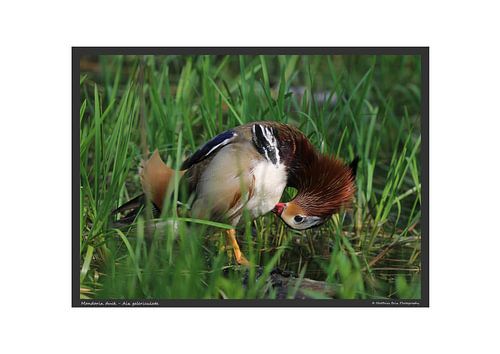 Canard mandarin - format A2