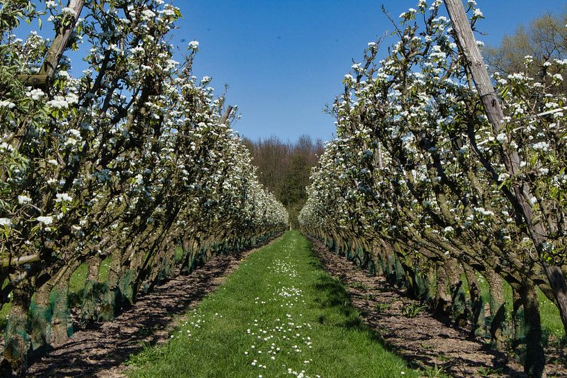 Betuwe orchard by Natuurpracht   Kees Doornenbal