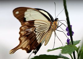 False swallowtail by Matthias Brix
