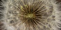 Rural Panorama: A fluff ball of a Dandelion