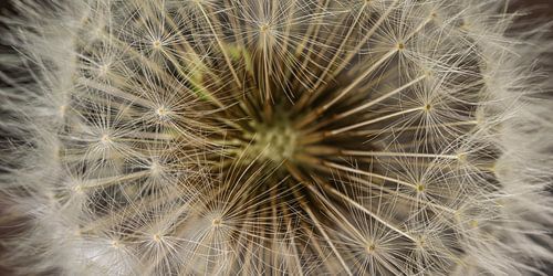 Landelijk Panorama: Een pluizenbol van een Paardenbloem