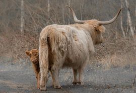 Schotse Hooglander kalfje veilig achter mama van Ans Bastiaanssen
