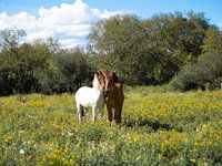 OLYMPIC DIGITAL CAMERA